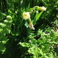 Oregon polemonium thumbnail 2