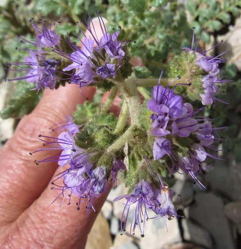 Glandular Phacelia