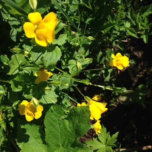 Sharp-leaved Monkeyflower