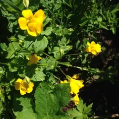 Sharp-leaved Monkeyflower thumbnail 1