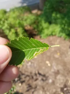 Asian Elm Leafminer Moth thumbnail 4