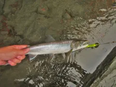 Dolly Varden thumbnail 1
