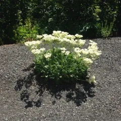 Arrowleaf Buckwheat thumbnail 3