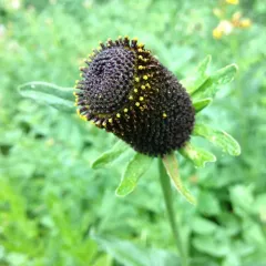 western cone-flower thumbnail 2