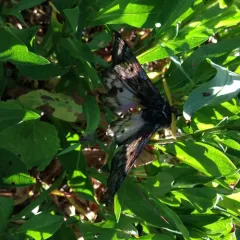 Pandora Pinemoth thumbnail 3