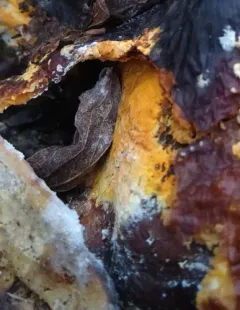 orange polypore mould thumbnail 3