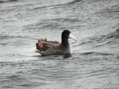 Short-tailed Albatross thumbnail 2
