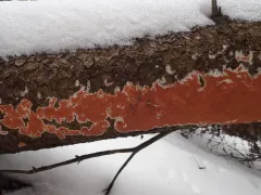 Yew Crust thumbnail 2