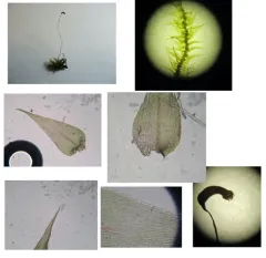 Campylium Moss thumbnail 2