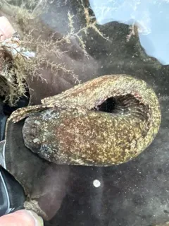 Ribbon Snailfish thumbnail 2