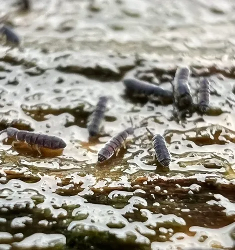 Vertagopus arboreus