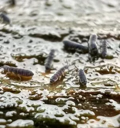 Vertagopus arboreus thumbnail 1