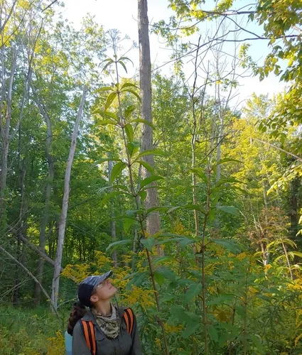 Hollow Joe-Pye Weed