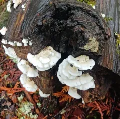 Snow-White Crust thumbnail 2