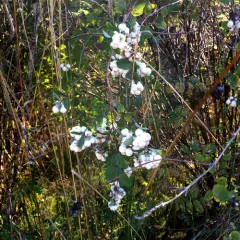 Common Snowberry thumbnail 4