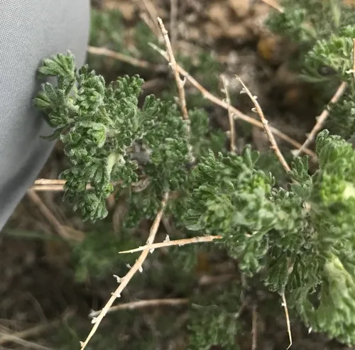 Bud Sagebrush