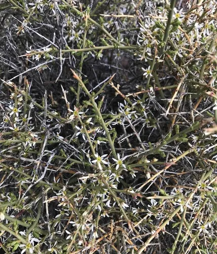 Spiny Greasebush