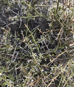 Spiny Greasebush thumbnail 1