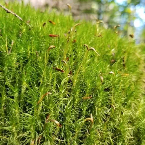 Waxyleaf Moss