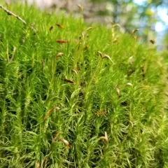 Waxyleaf Moss thumbnail 1