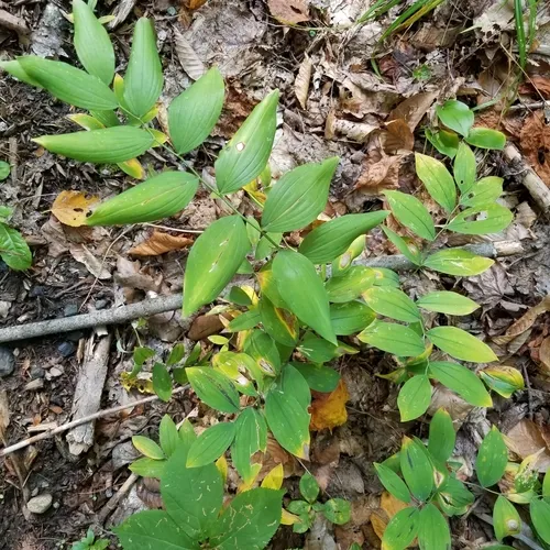 sessile bellwort