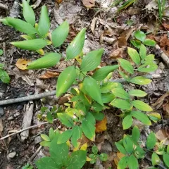 sessile bellwort thumbnail 1
