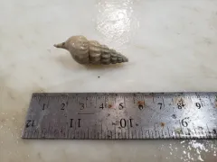 Plicifusus kroyeri thumbnail 3