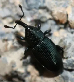 Imported Crucifer Weevil thumbnail 4