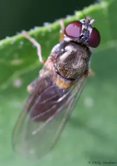 Yellow-shouldered Blacklet thumbnail 3