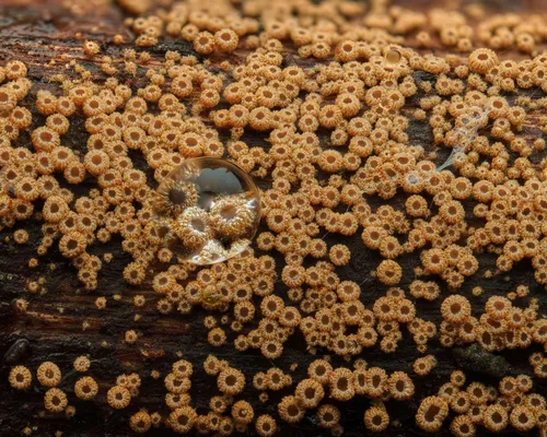 crowded cuplet