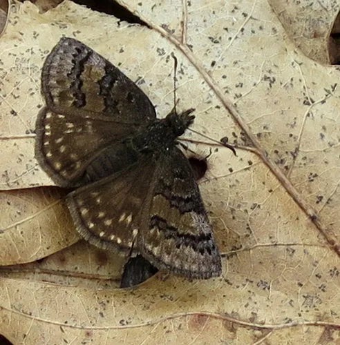 Sleepy Duskywing