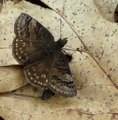 Sleepy Duskywing thumbnail 1