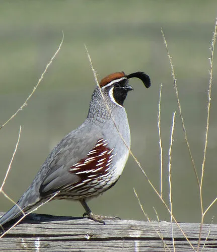 Gambel's Quail