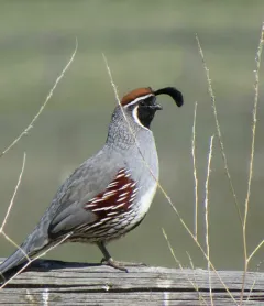 Gambel's Quail thumbnail 1
