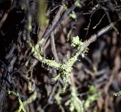 Sulphur Stubble Lichen thumbnail 2