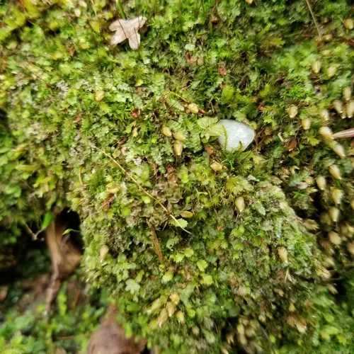 Powder Gun Moss