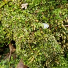 Powder Gun Moss thumbnail 1