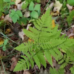 northern oak fern thumbnail 2