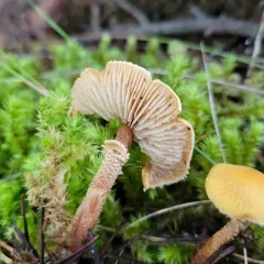 Earthy Powdercap thumbnail 1