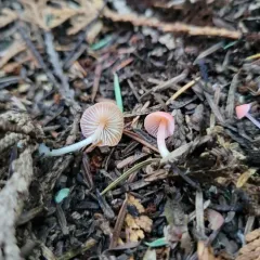 Ivory Bonnet thumbnail 1