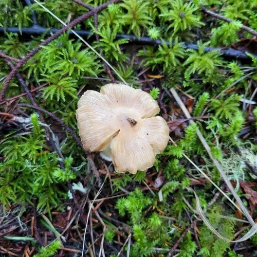 Inocybe xanthomelas