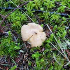 Inocybe xanthomelas thumbnail 1