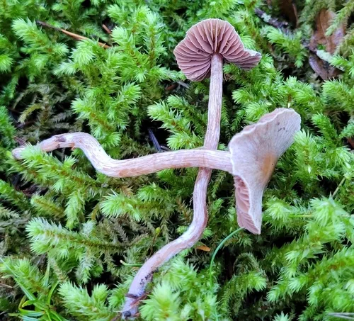 Cortinarius fagetorum