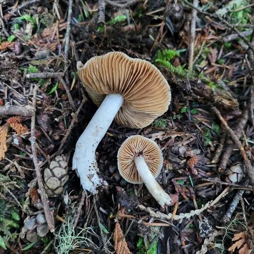 Cortinarius pallidostriatus