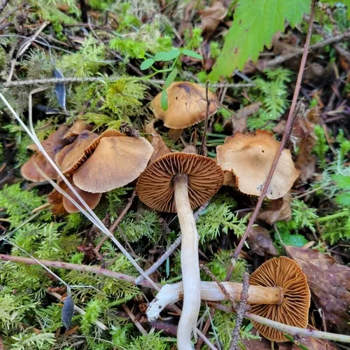 Cortinarius rigens