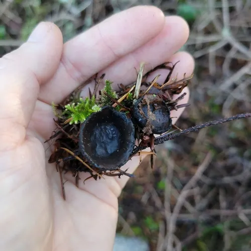 Plectania milleri