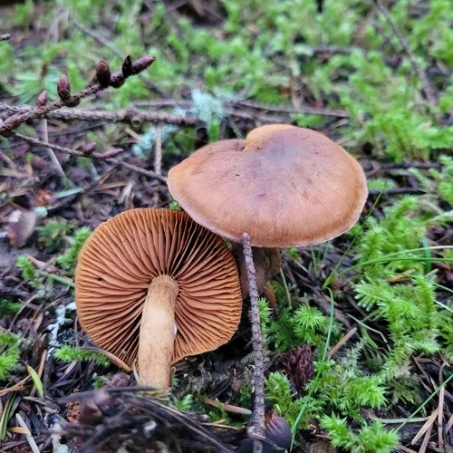 Cortinarius zakii