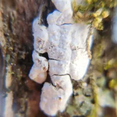 Dendrothele nivosa thumbnail 4
