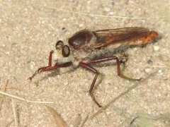 Western Red-tailed Marauder thumbnail 2
