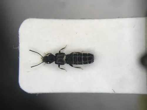 Carpelimus quadripunctatus